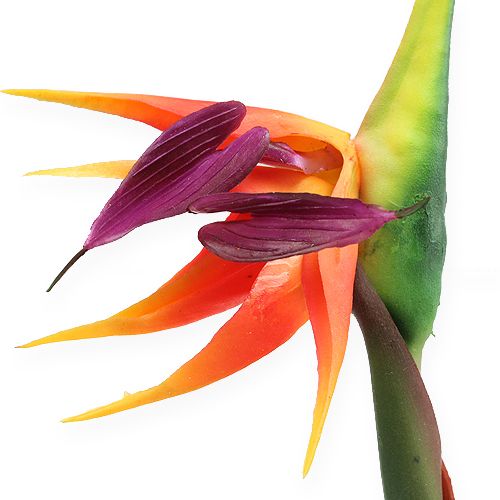 Floristik24 Strelitzia ave del paraíso flor 62cm
