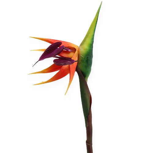 Floristik24 Strelitzia ave del paraíso flor 62cm