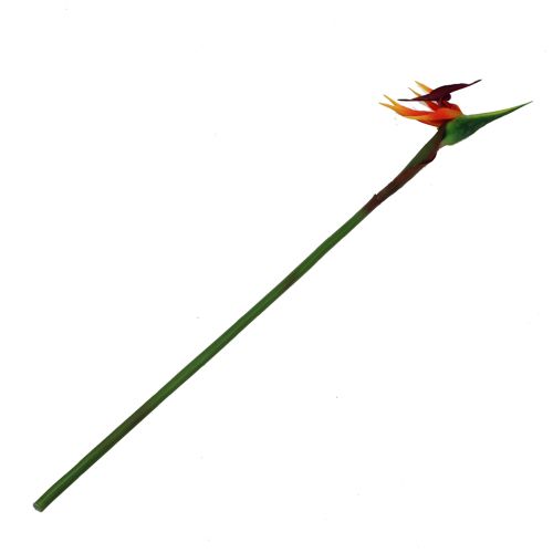 Floristik24 Strelitzia ave del paraíso flor 62cm