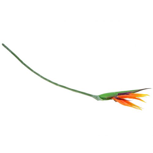 Floristik24 Strelitzia Ave del paraíso 95cm