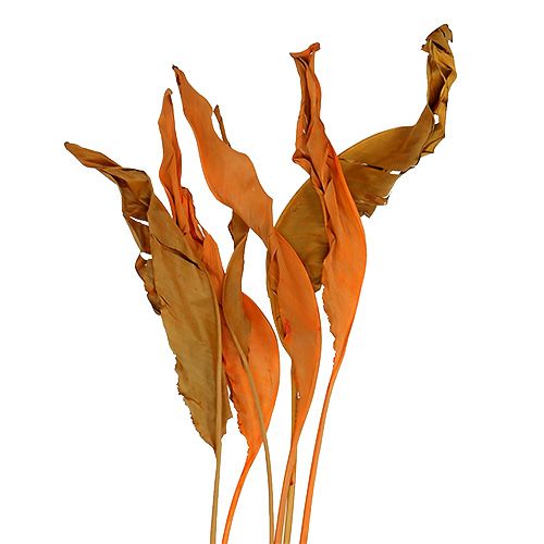 Floristik24 Strelitzia hojas naranja 120cm 20 piezas
