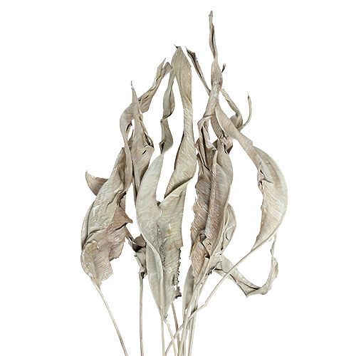 Floristik24 Hojas decorativas Strelitzia hojas lavado blanco 120cm 10pcs
