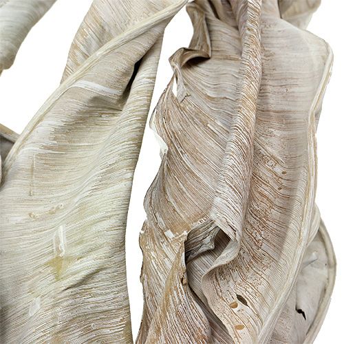 Floristik24 Hojas decorativas Hojas de Strelitzia blanqueadas 120cm 10uds