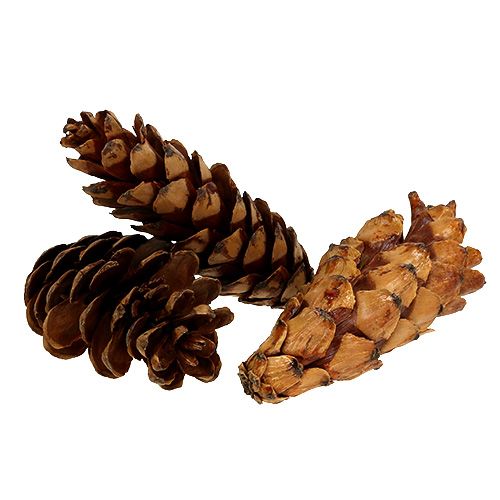 Artículo Conos estrobus 10-15cm pintados 100 piezas