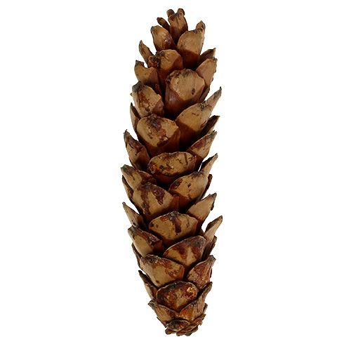 Artículo Conos estrobus 10-15cm pintados 100 piezas
