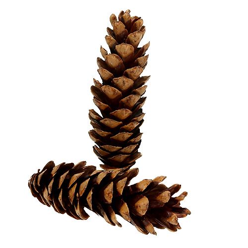Floristik24 Conos estrobus 20 - 25cm pintados 50 piezas