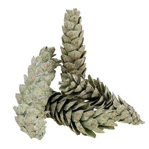 Floristik24 Conos estrobus como decoración natural 15cm - 20cm verde 50ud