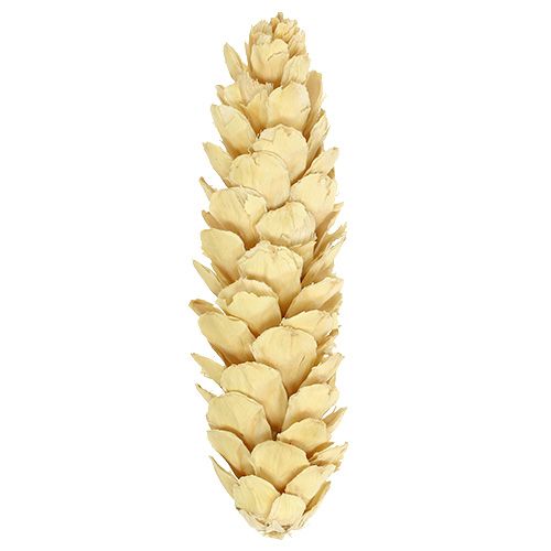 Artículo Strobus blanqueado 15cm-20cm 50uds