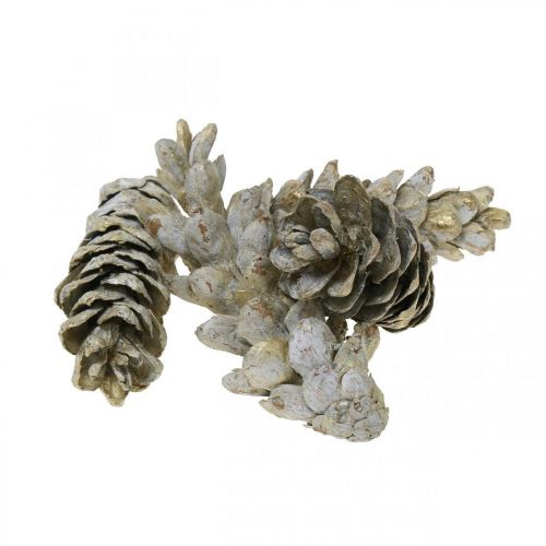 Floristik24 Conos estroboscópicos, Navidad, decoración de Adviento, conos blancos naturales, dorado L9–14cm 20 unidades