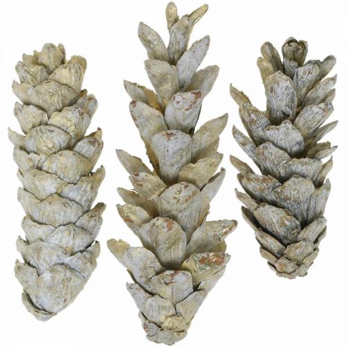 Floristik24 Conos estroboscópicos, Navidad, decoración de Adviento, conos blancos naturales, dorado L9–14cm 20 unidades