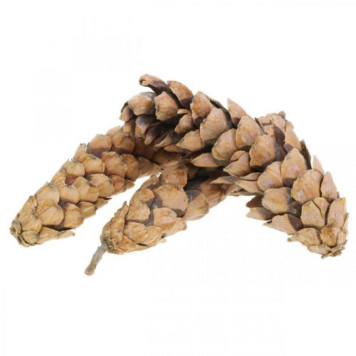 Artículo Piñas Pino blanco Strobus Natural Mixto 2,5kg