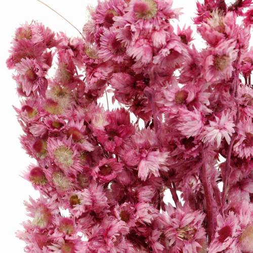 Floristik24 Flores Secas Rosa Ramo de Flores Secas Flores Secas Rosa H21cm