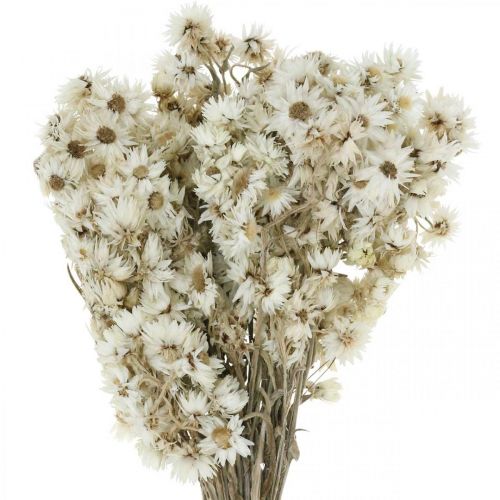 Floristik24 Flores de Paja Ramo de Flores Secas Blanco Pequeño 15g