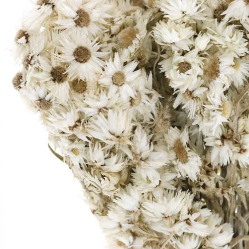 Floristik24 Flores de Paja Ramo de Flores Secas Blanco Pequeño 15g