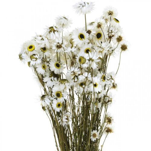 Floristik24 Acroclinium Blanco, plantas secas, flores de paja, floristería seca L20–40cm 25g