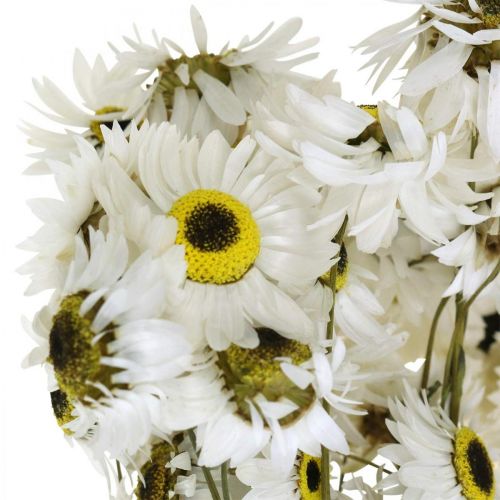 Floristik24 Acroclinium Blanco, plantas secas, flores de paja, floristería seca L20–40cm 25g