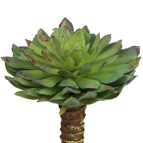 Floristik24 Planta Verde Artificial Echeveria Suculenta Verde Ø6cm 10,5cm