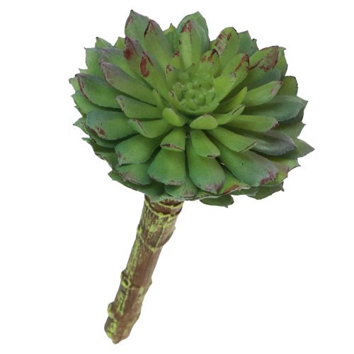 Floristik24 Planta Verde Artificial Echeveria Suculenta Verde Ø6cm 10,5cm