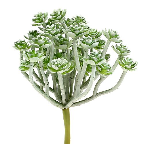 Floristik24 Suculenta Echeveria 17cm Gris 3uds