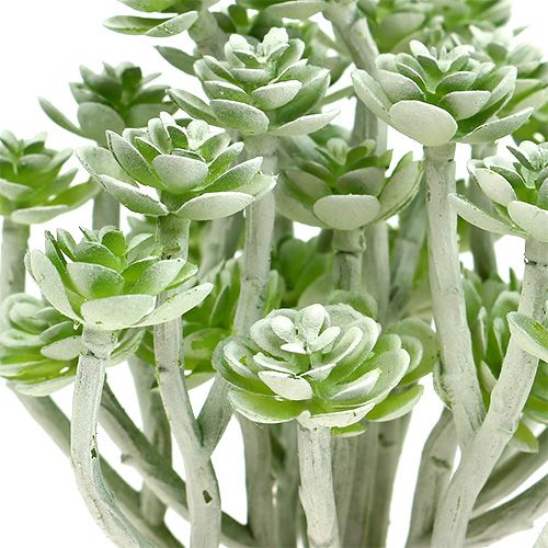 Artículo Suculenta Echeveria 17cm Gris 3uds