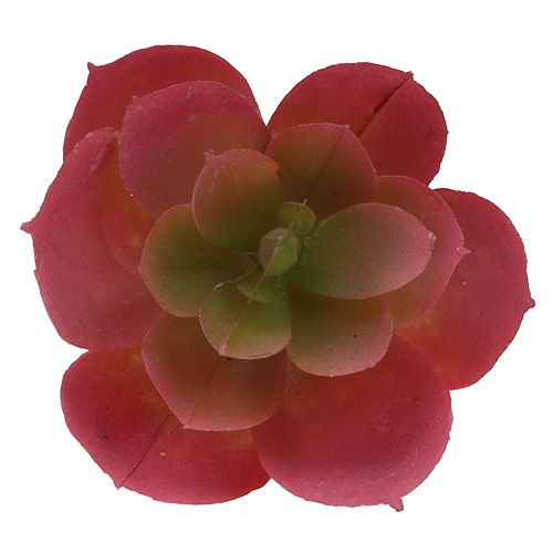 Artículo Suculenta Ø5cm Rosa 6 uds