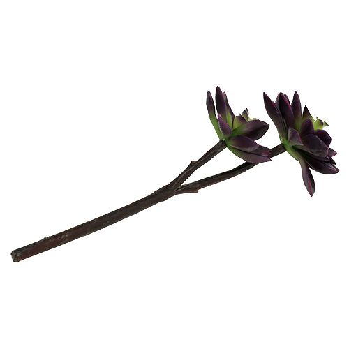 Floristik24 Suculenta gris púrpura oscuro Ø7cm, Ø10cm H30cm