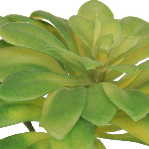 Artículo Planta suculenta artificial con púa Aeonium Green 30cm 4 uds