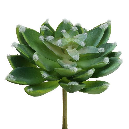 Artículo Piedra suculenta rosa verde Ø10cm H11cm 3 piezas