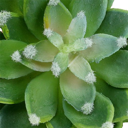 Artículo Piedra suculenta Rose Green Ø10cm H11cm 3pcs