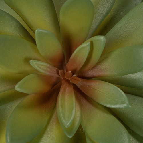Suculenta artificial como planta decorativa, verde, 18 cm, 3 unidades | Floristik24.es