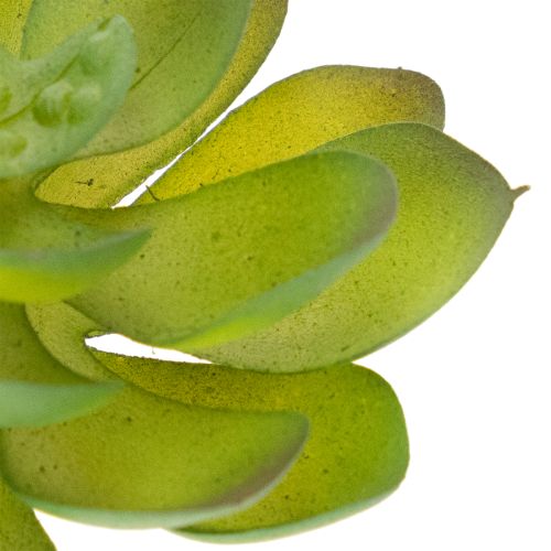 Planta suculenta verde artificial como decoración para arreglos creativos. | Floristik24.es