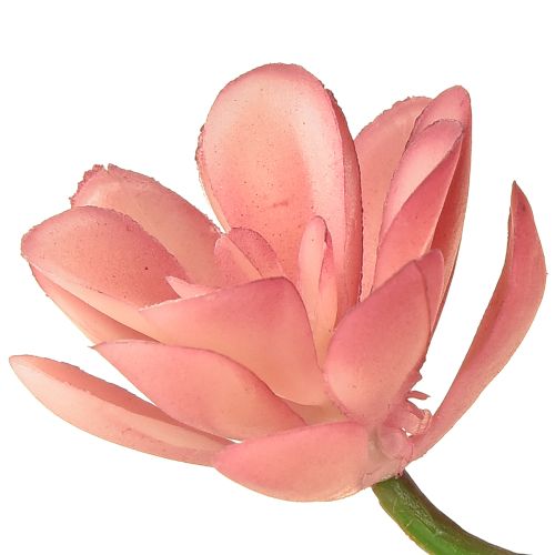Artículo Suculenta artificial 28 rosetas Aeonium rosa viejo 43cm