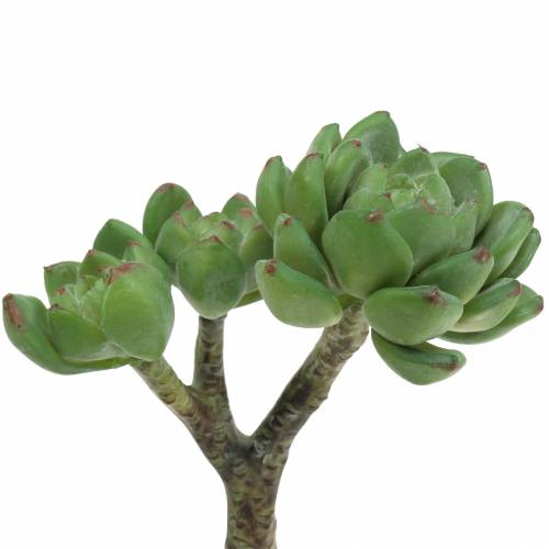 Artículo Suculenta Echeveria verde artificial H15cm