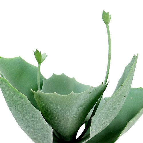 Floristik24 Stonecrop suculento L18cm 4pcs