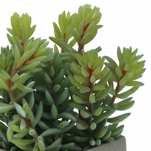 Floristik24 Sedum de serpiente suculenta en maceta H16cm