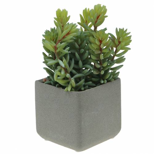 Floristik24 Sedum de serpiente suculenta en maceta H16cm