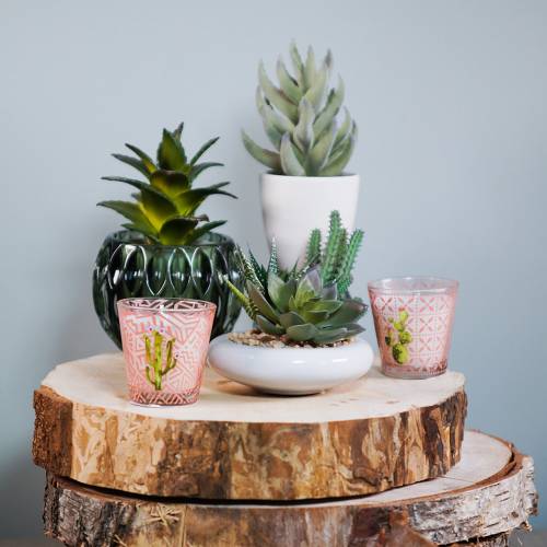 Floristik24 Suculenta en maceta 17cm verde