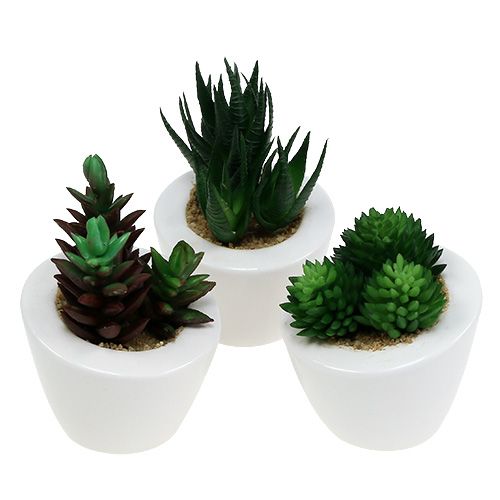 Mezcla de suculentas en maceta 9cm - 11cm 3pcs