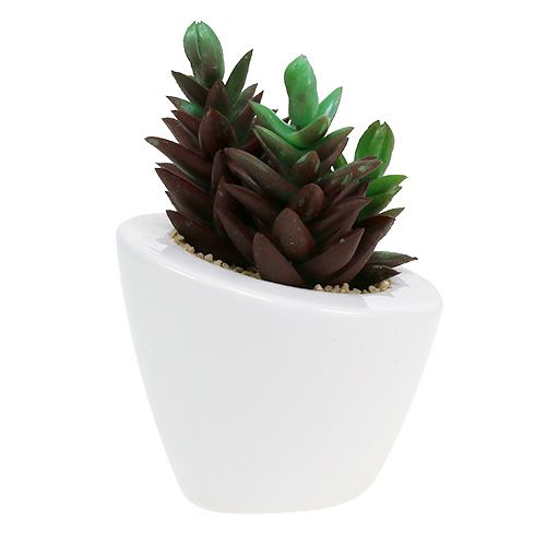 Floristik24 Mezcla de suculentas en maceta 9cm - 11cm 3pcs