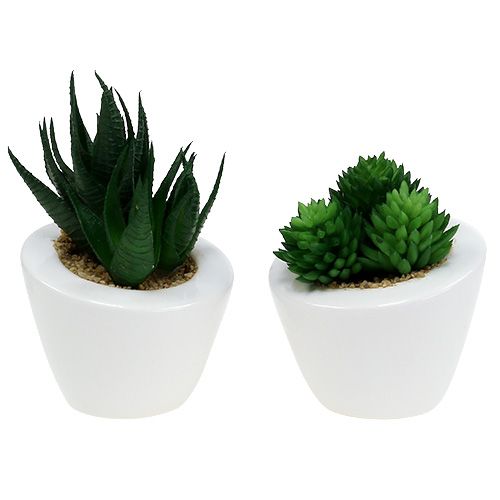 Floristik24 Mezcla de suculentas en maceta 9cm - 11cm 3pcs