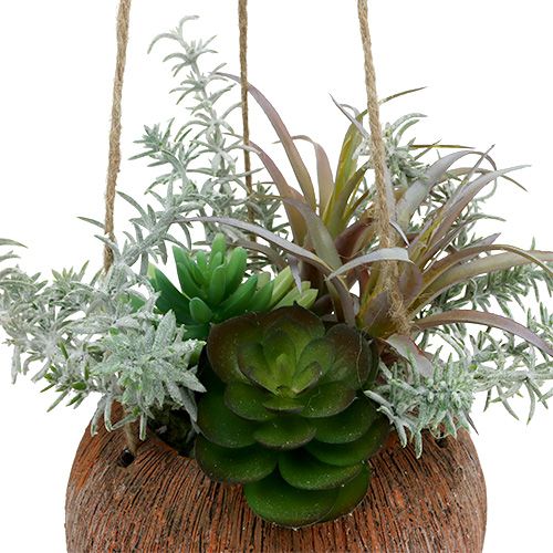 Floristik24 Suculenta verde en maceta para colgar 24cm