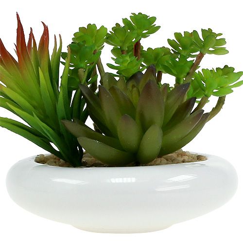 Floristik24 Suculentas en maceta Ø12cm H11cm 1ud