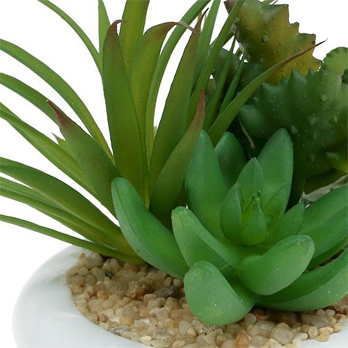 Floristik24 Suculentas en maceta de cerámica Ø12cm