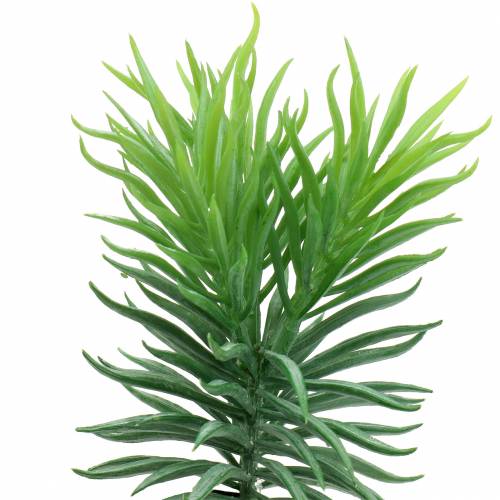 Suculenta Senecio ragwort verde 20cm