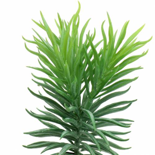 Floristik24 Suculenta Senecio Cana Verde 20cm