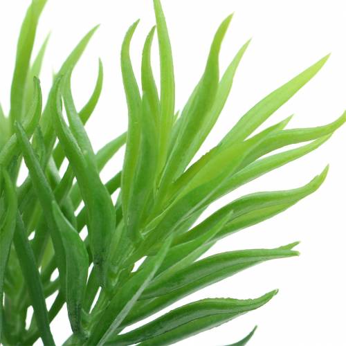 Floristik24 Suculenta Senecio Cana Verde 20cm