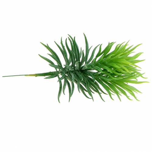 Floristik24 Suculenta Senecio Cana Verde 20cm