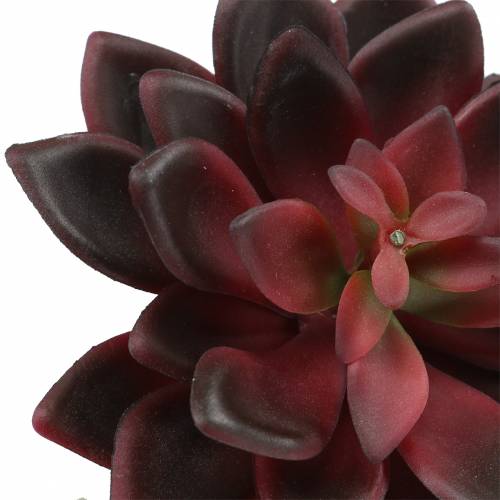 Floristik24 Suculenta Houseleek Borgoña 12cm
