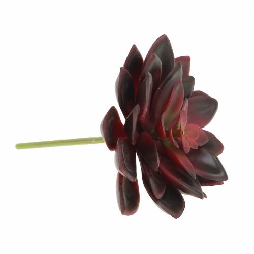 Floristik24 Suculenta Houseleek Borgoña 12cm