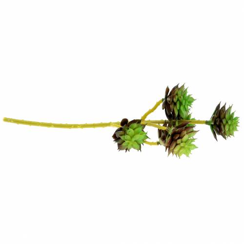 Artículo Selección suculenta verde / marrón 35.5cm